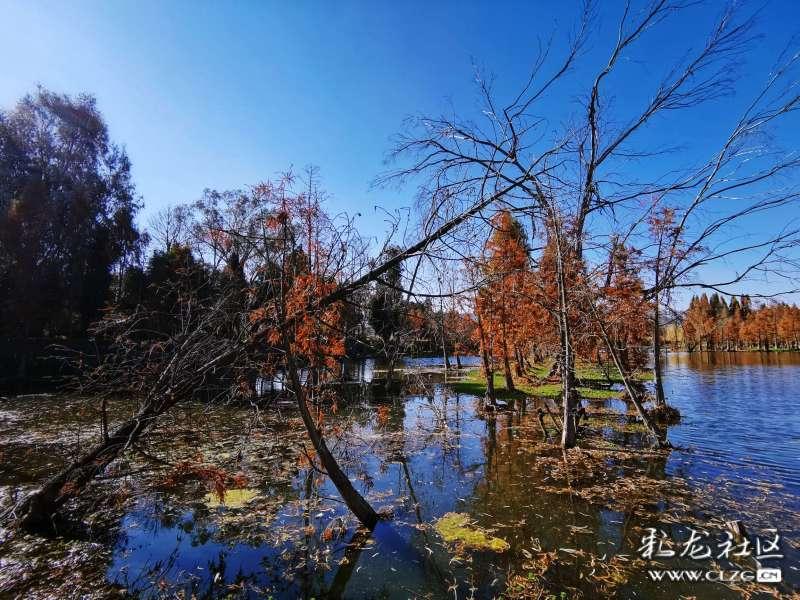 外地高中生交社保交了一个月之后没交了可以补缴社保吗？